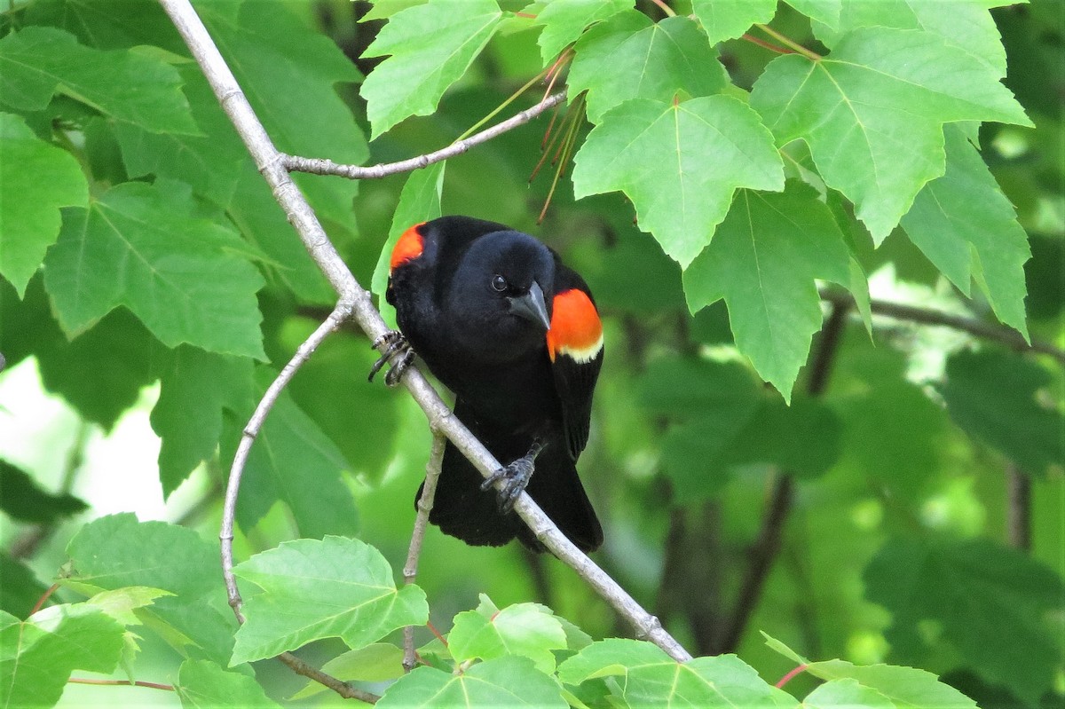 Red-winged Blackbird - ML569067561