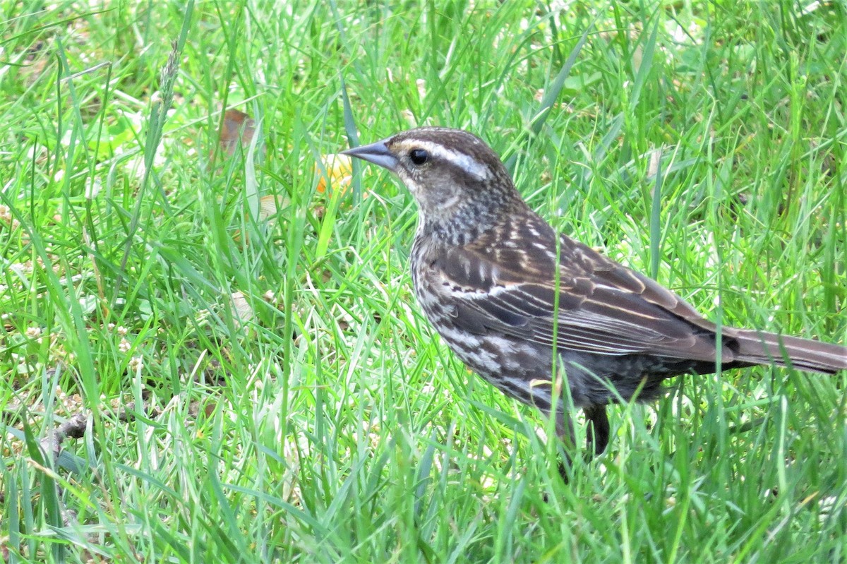 Red-winged Blackbird - ML569067581