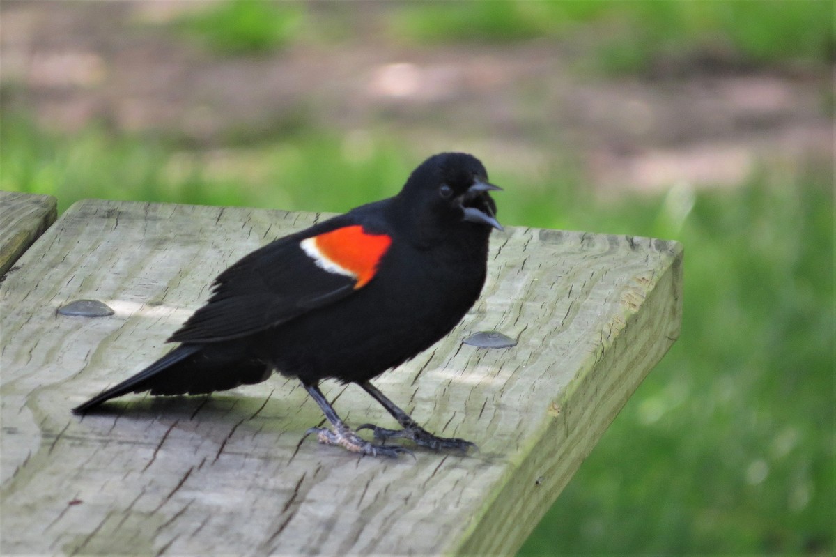 Red-winged Blackbird - ML569067591