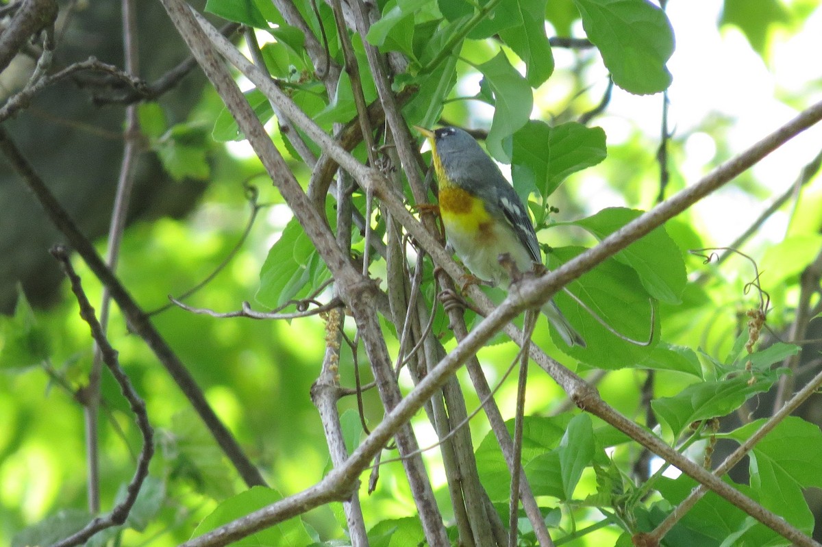 Northern Parula - ML569067671