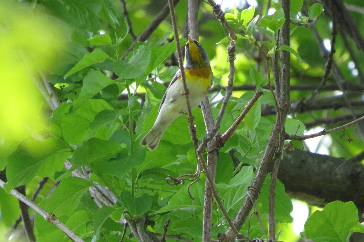 Northern Parula - ML569067691