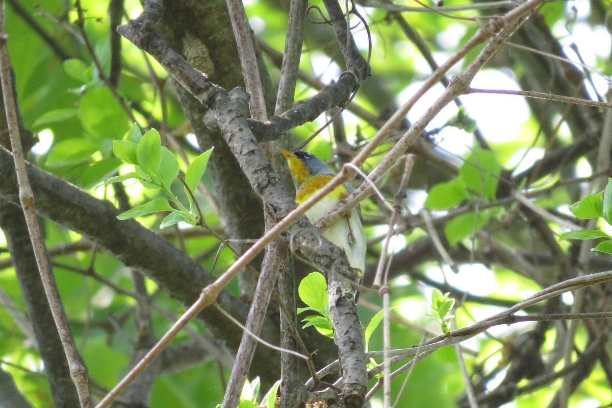 Parula Norteña - ML569067701