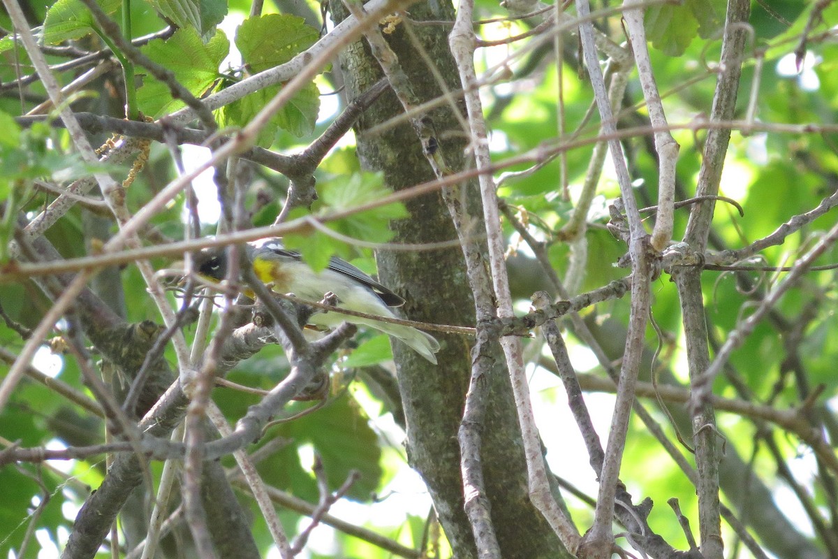 Northern Parula - ML569067731