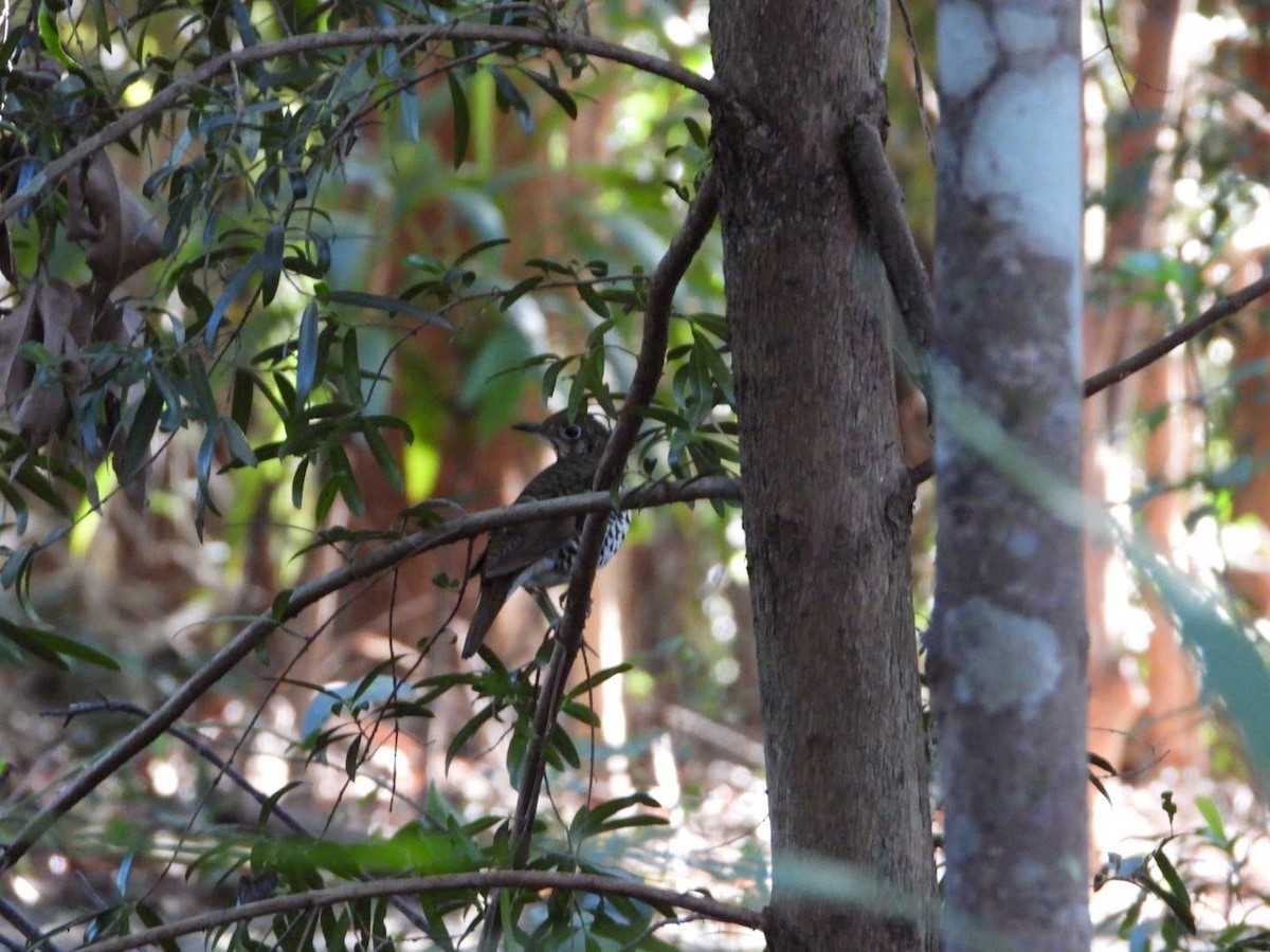 Bassian/Russet-tailed Thrush - ML569067761