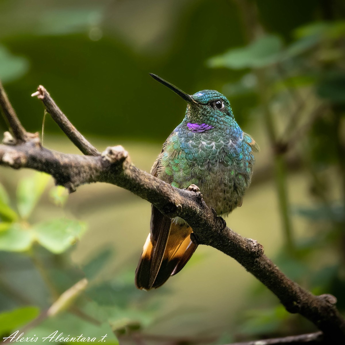 Violet-throated Starfrontlet (Huanuco) - ALEXIS ALCANTARA  +51 975136161
