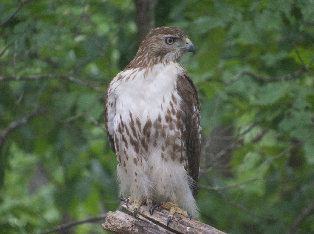 Red-tailed Hawk - ML569069081