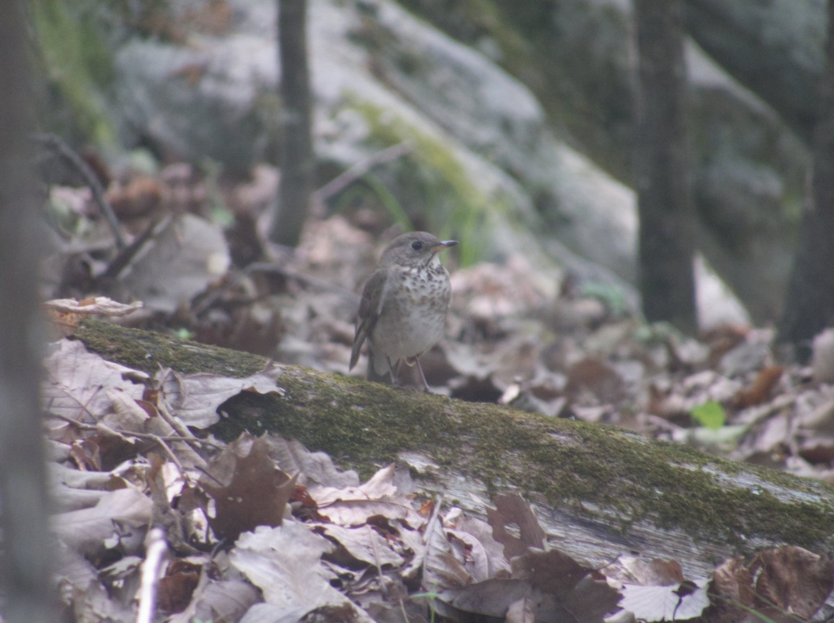 Gray-cheeked Thrush - ML569069311