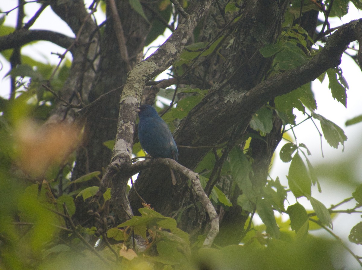 Indigo Bunting - ML569069401