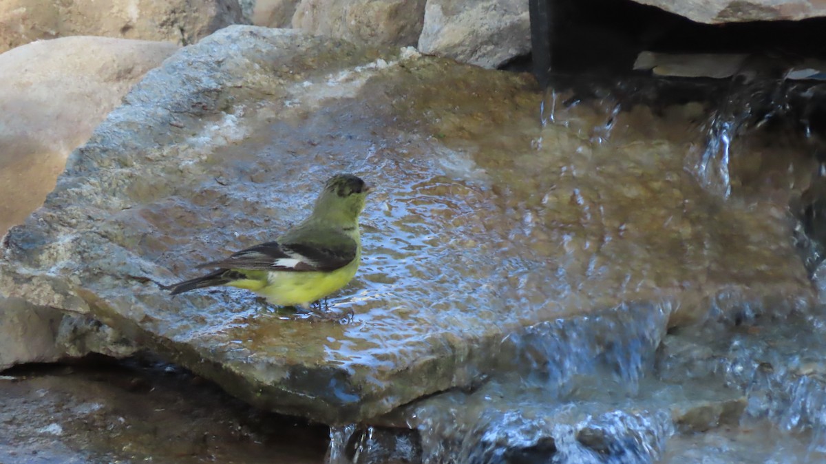 Lesser Goldfinch - Lois Stacey