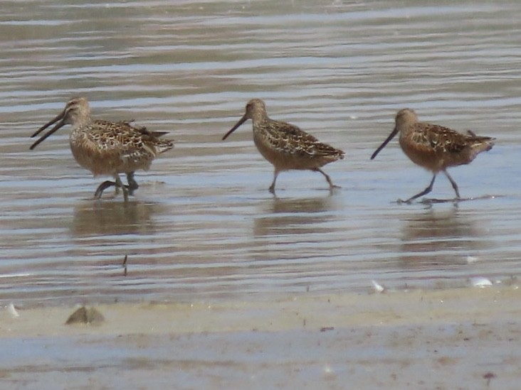 Long-billed Dowitcher - ML569070461