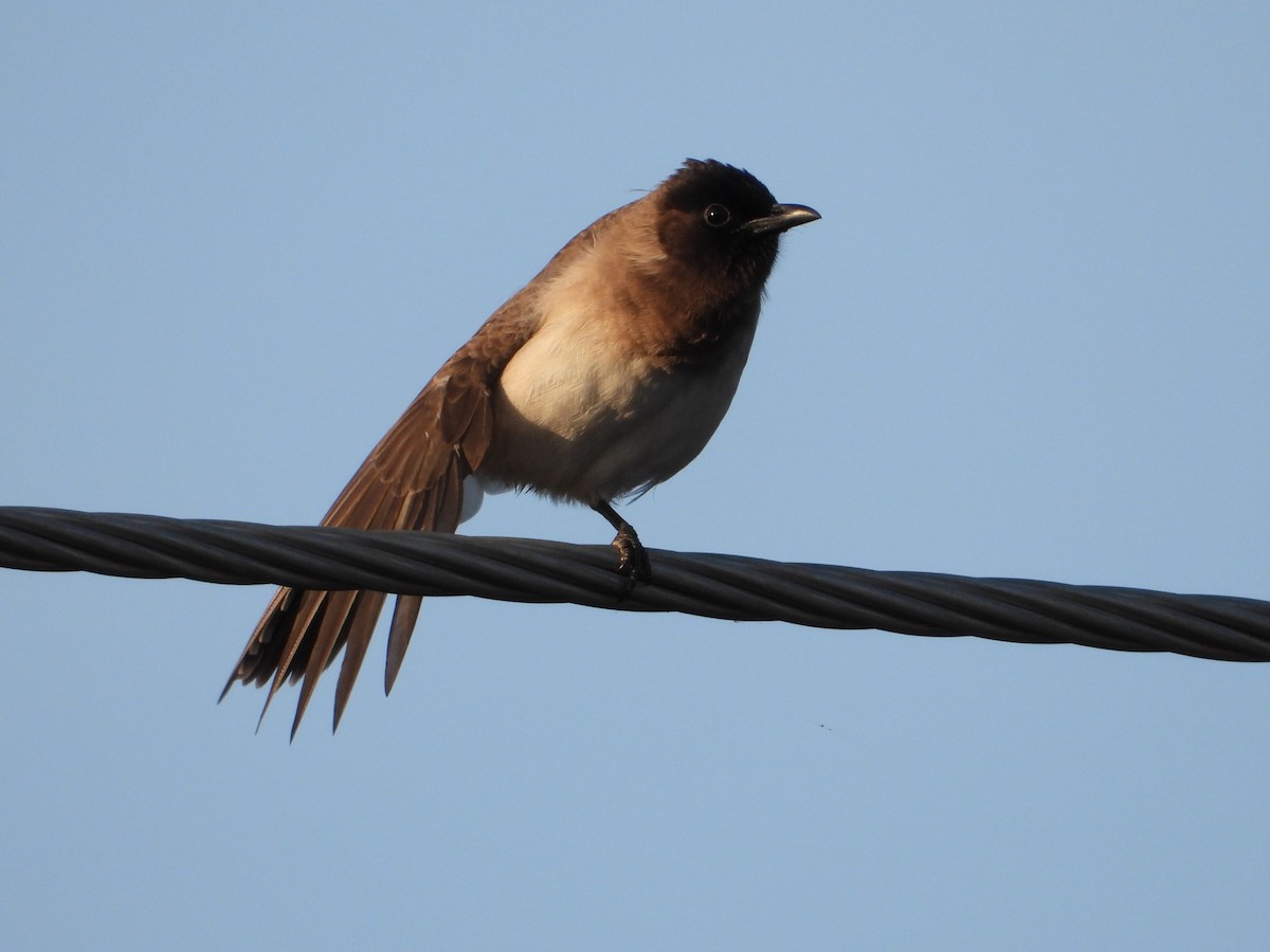 Common Bulbul - ML569071141