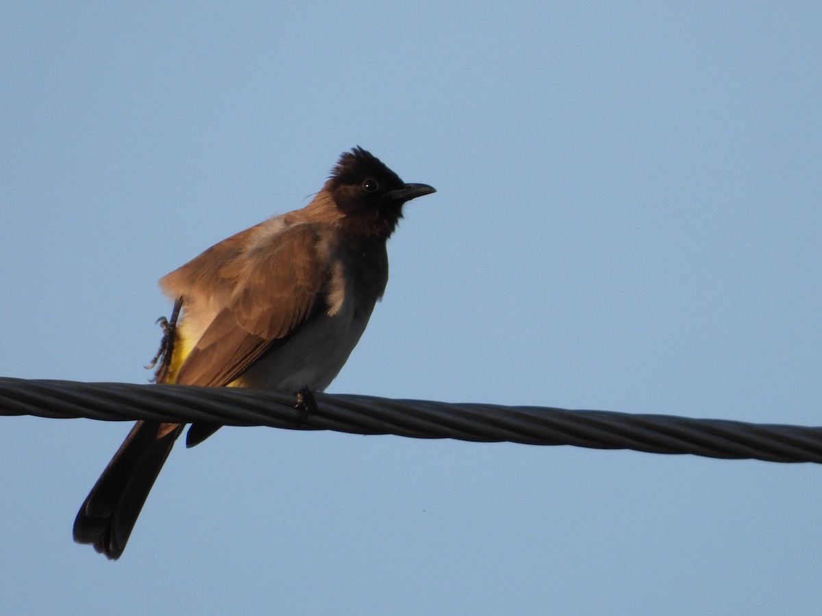 Common Bulbul - ML569071151