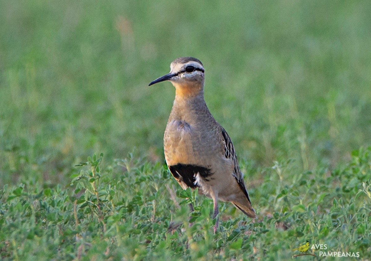 Tawny-throated Dotterel - Alberto Bravo