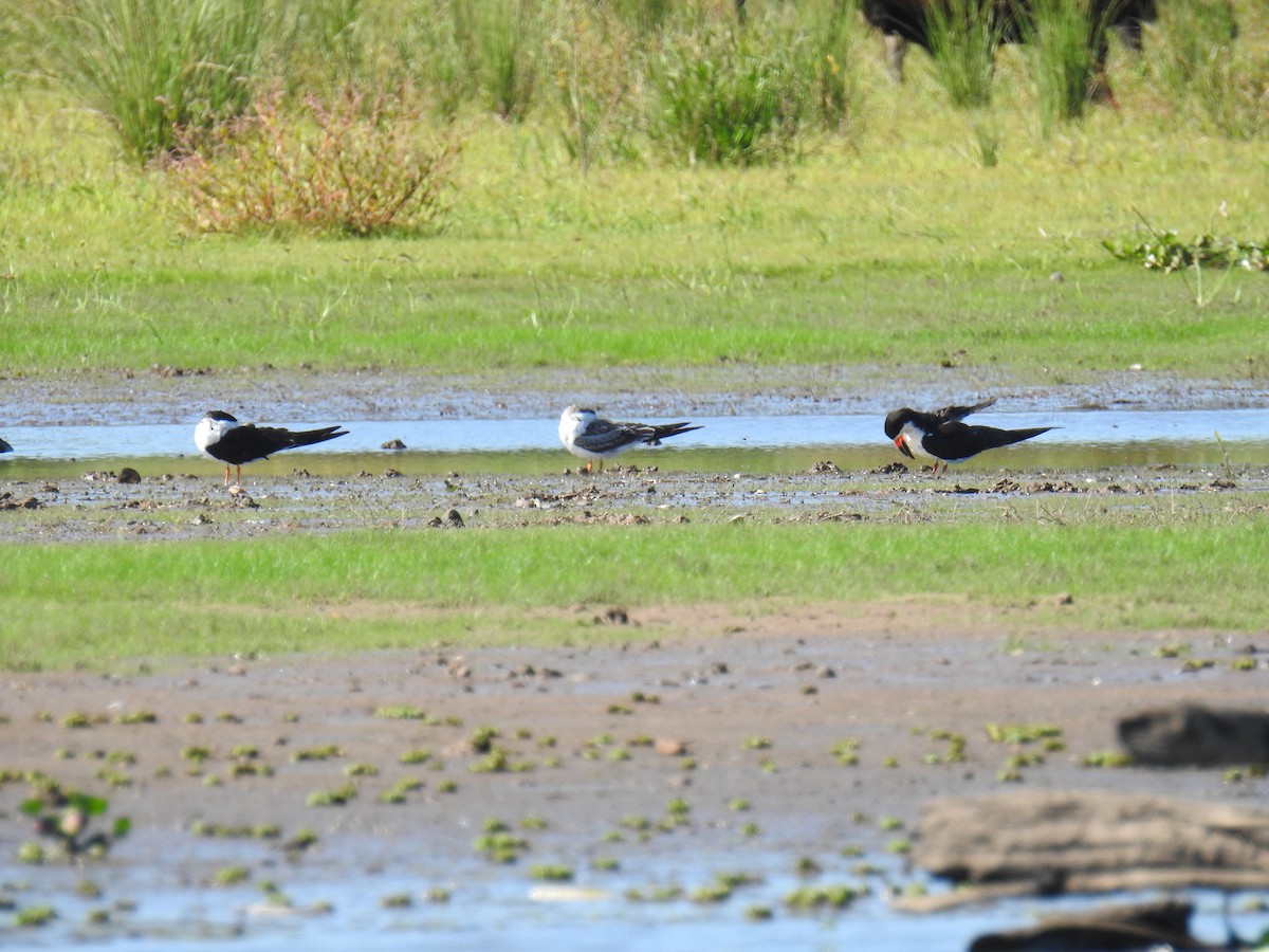 Black Skimmer - Patricia Alfredo