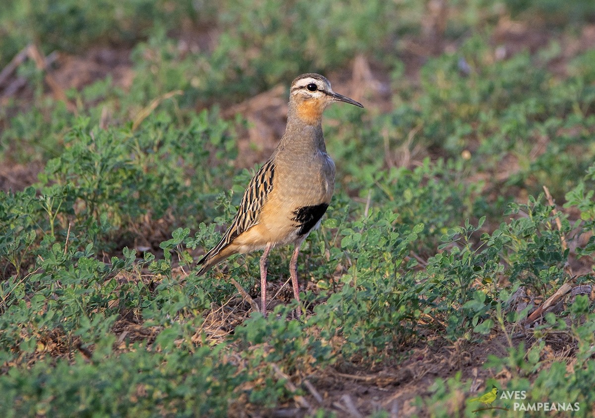 Tawny-throated Dotterel - ML569071951