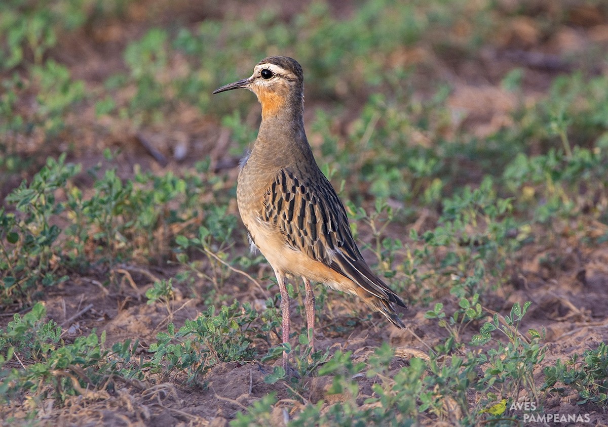 Tawny-throated Dotterel - Alberto Bravo