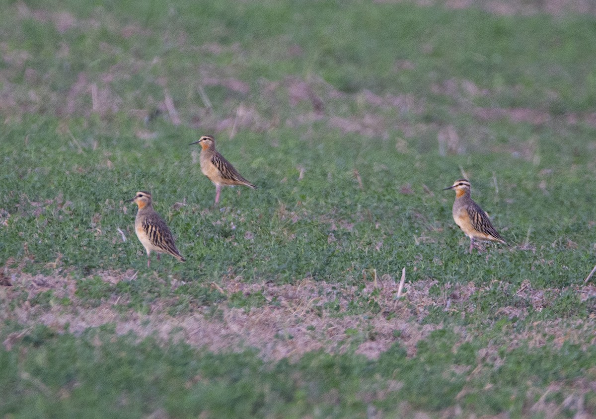 Tawny-throated Dotterel - Alberto Bravo