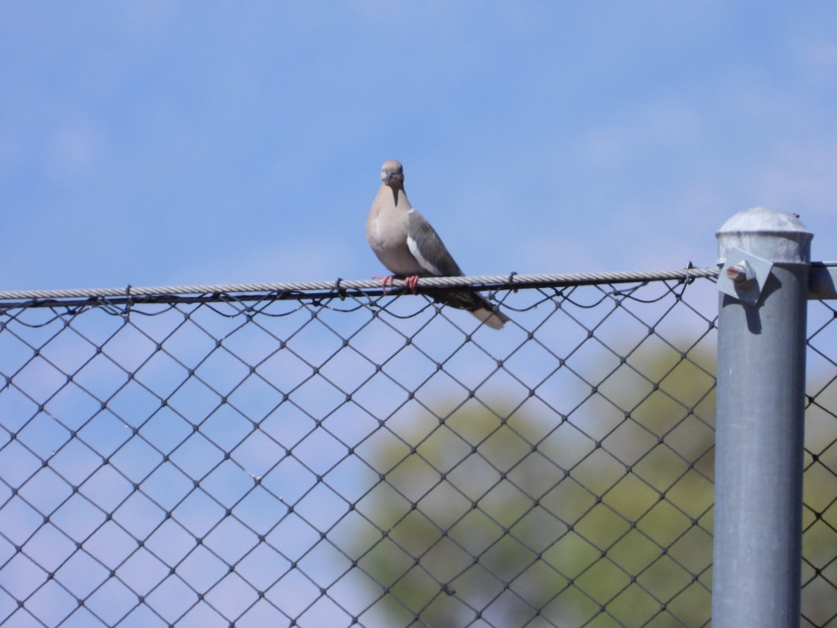 White-winged Dove - ML569072171