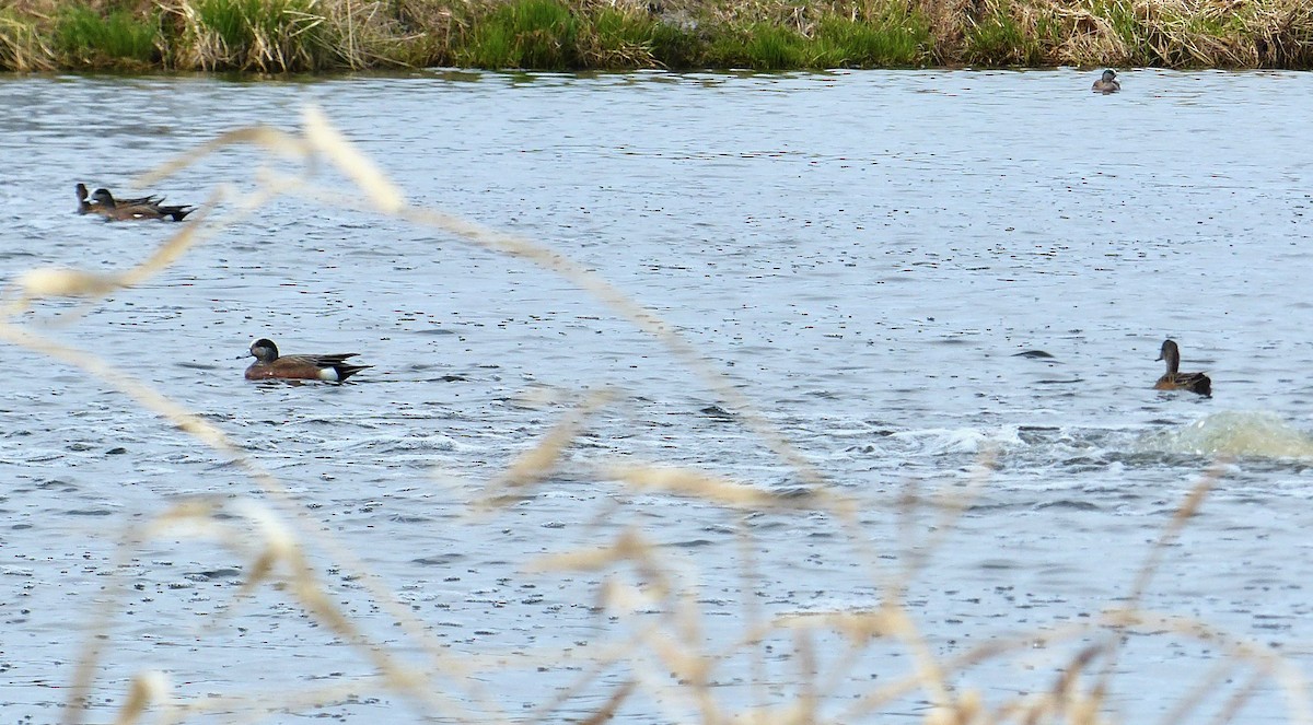 American Wigeon - ML569072681