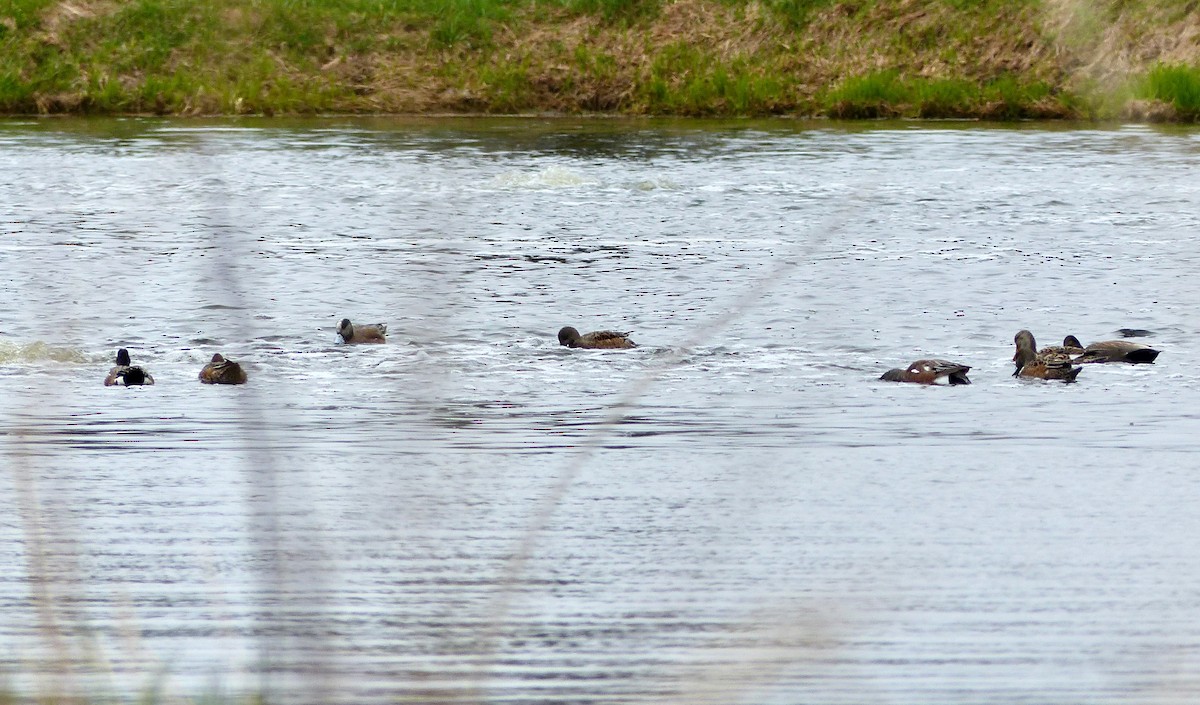 American Wigeon - Sophie Bérubé