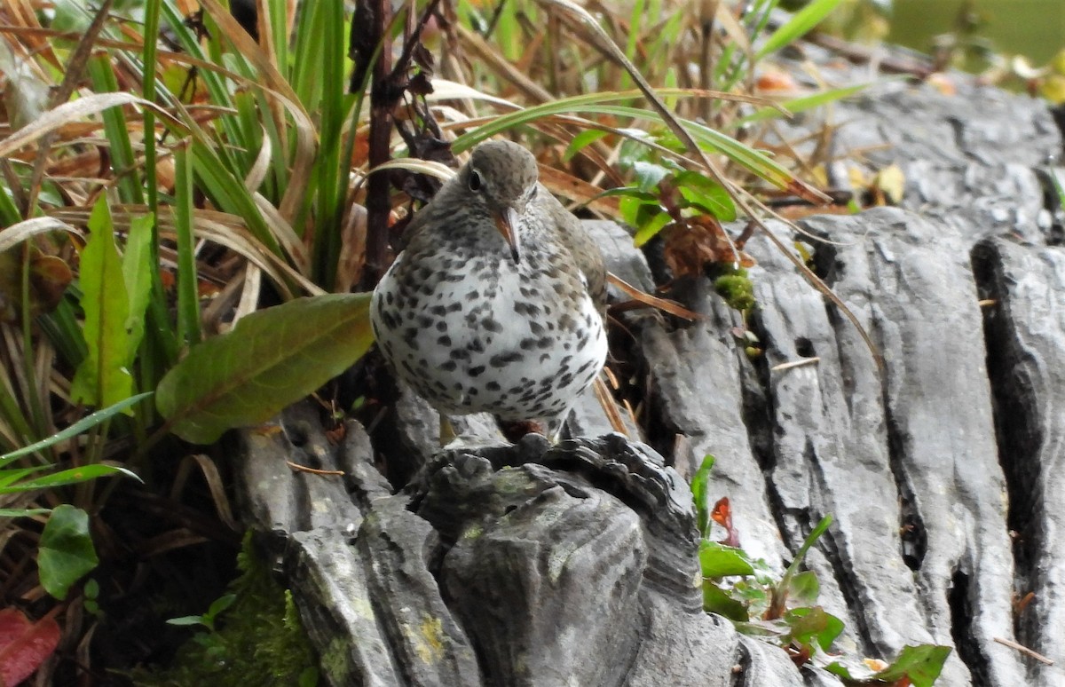 Spotted Sandpiper - ML569072701