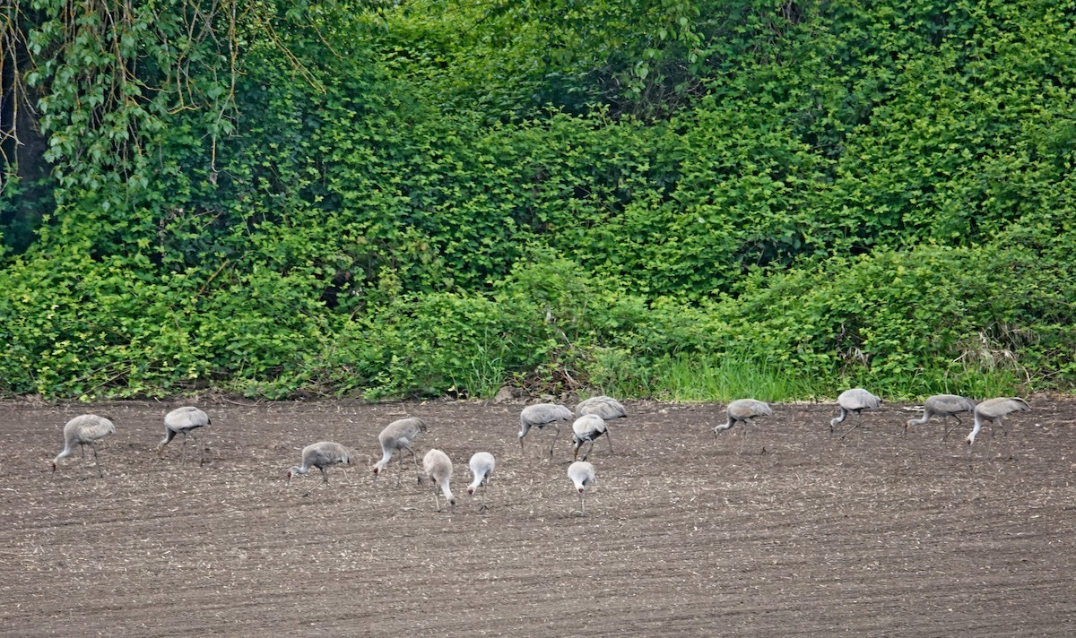 Sandhill Crane - ML569072781