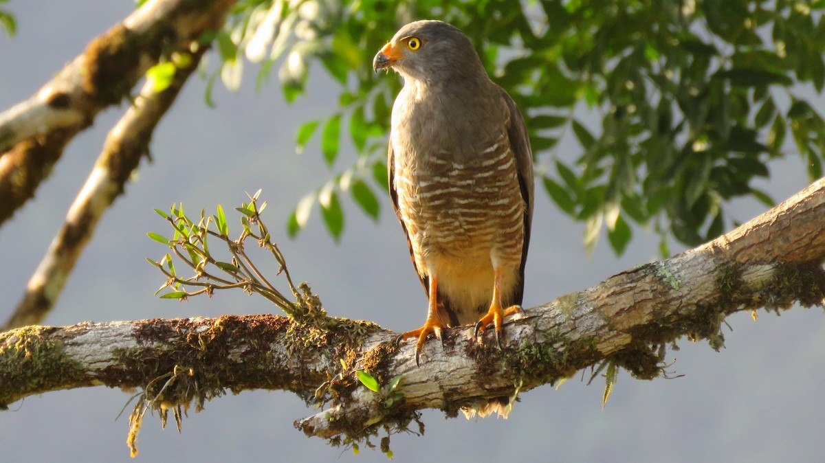 Roadside Hawk - ML56907311