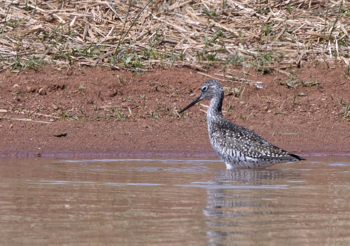 Greater Yellowlegs - Bryan Henson