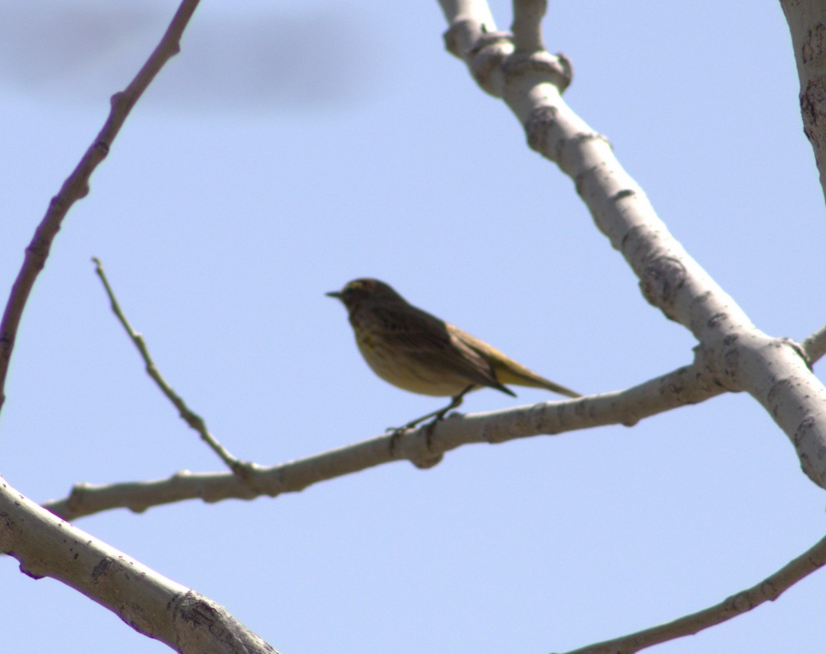 Palm Warbler (Yellow) - ML569075041