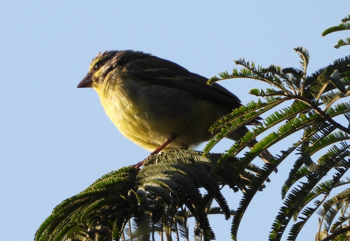 Yellow-fronted Canary - ML569076161