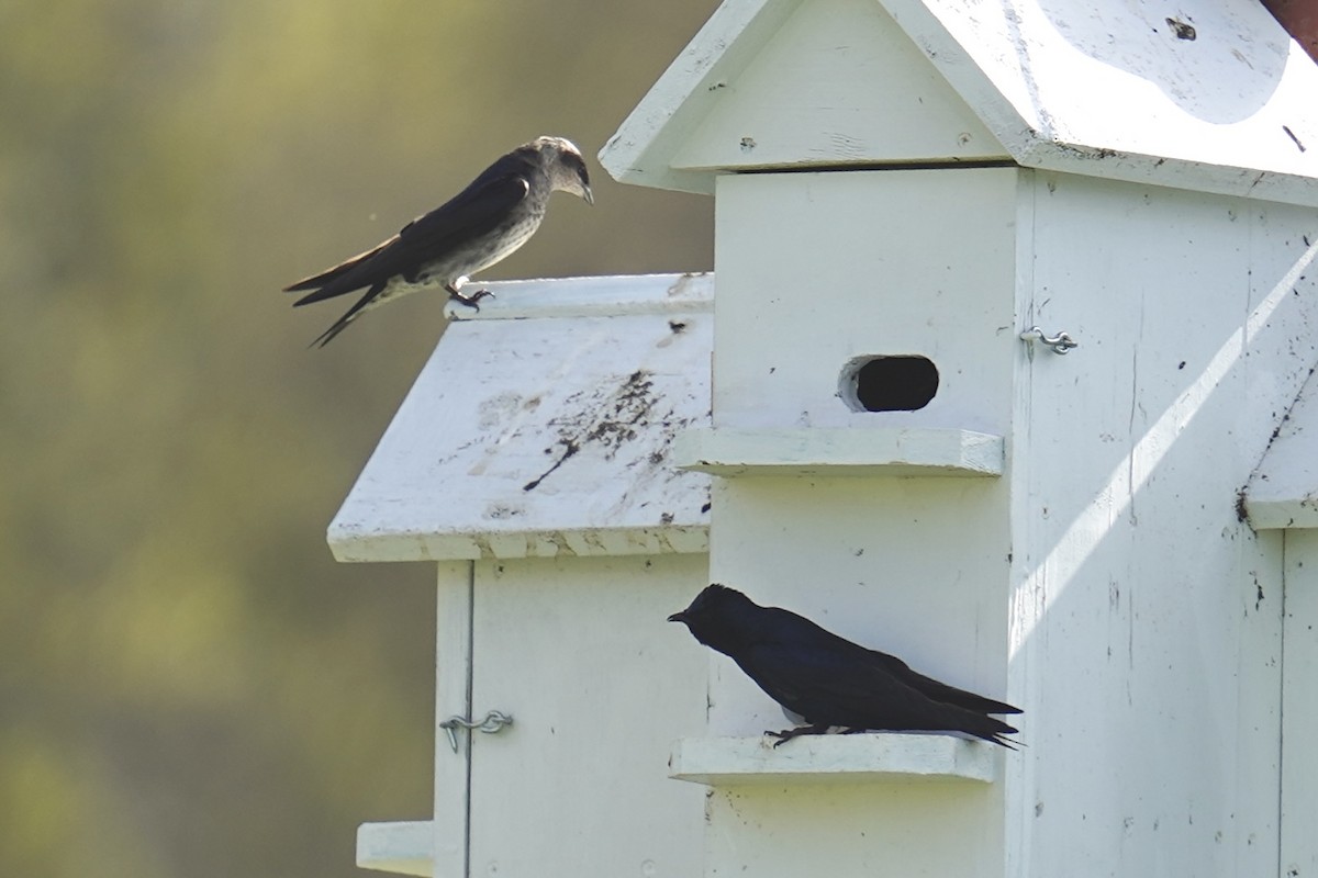 Purple Martin - ML569076951