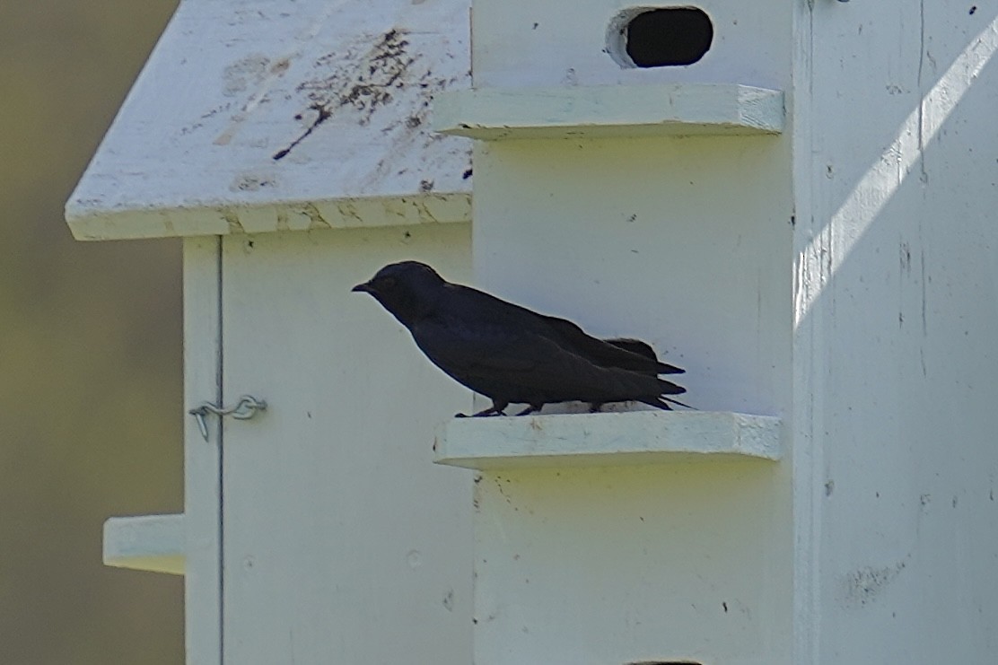 Purple Martin - Bob Plohr