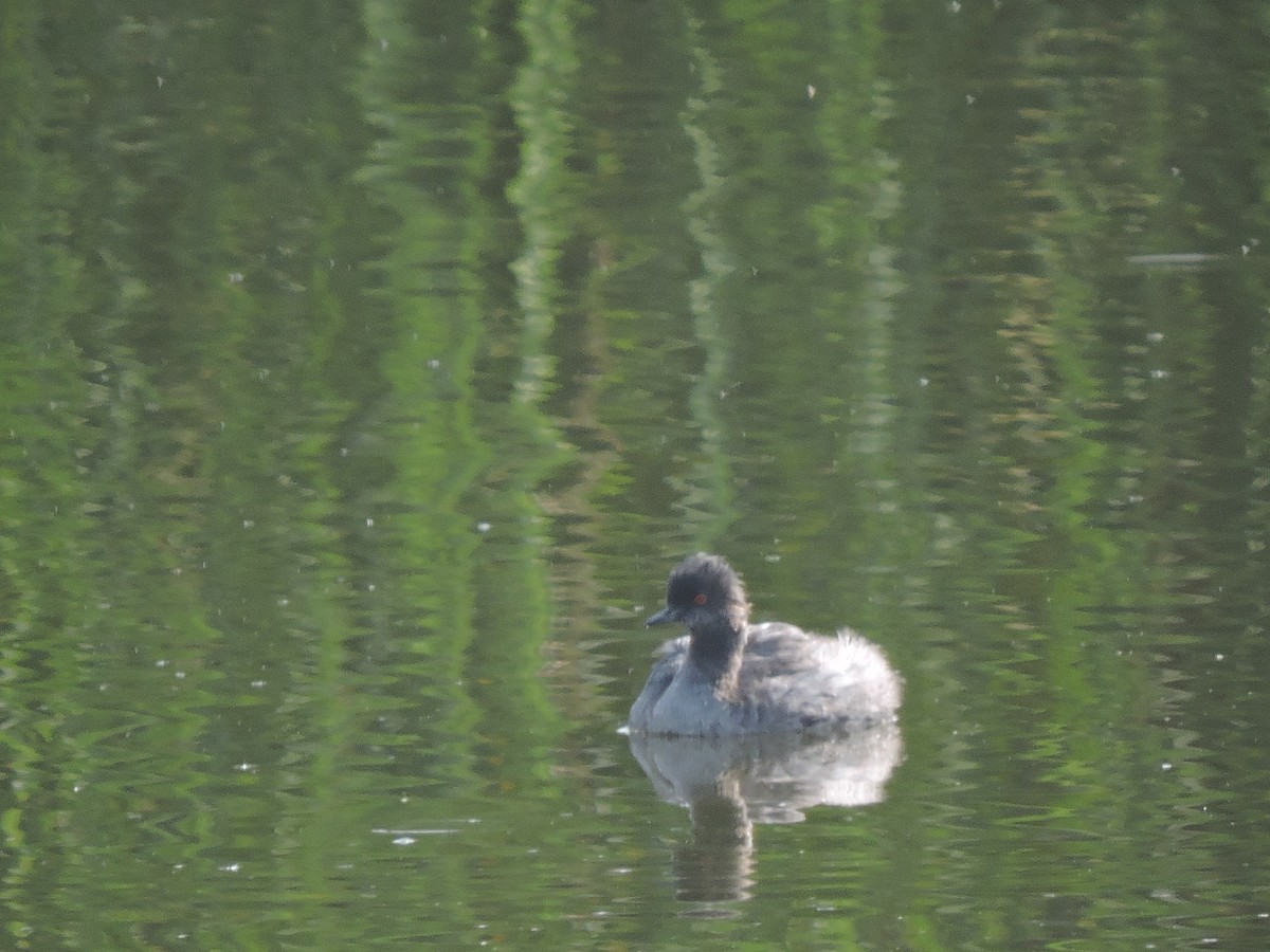 Eared Grebe - ML569077071