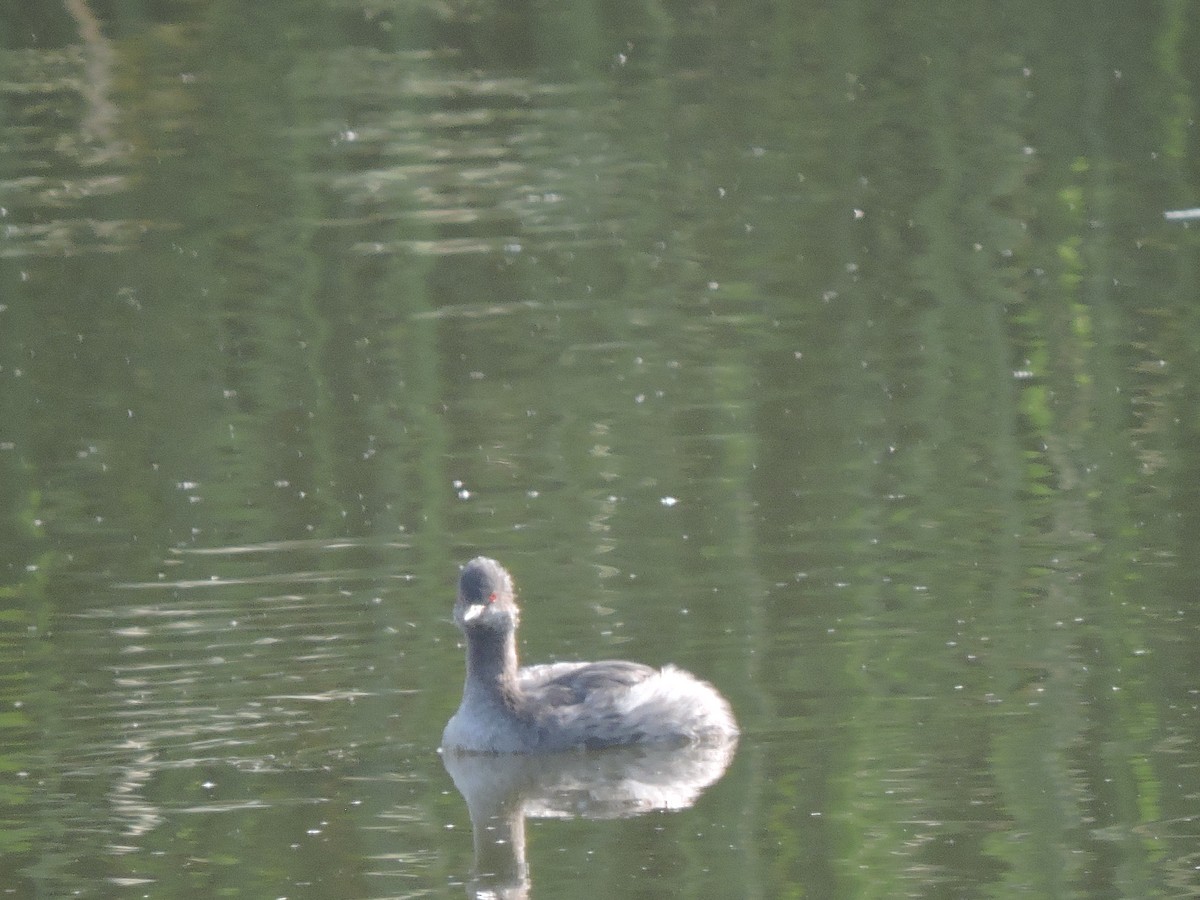 Eared Grebe - ML569077081