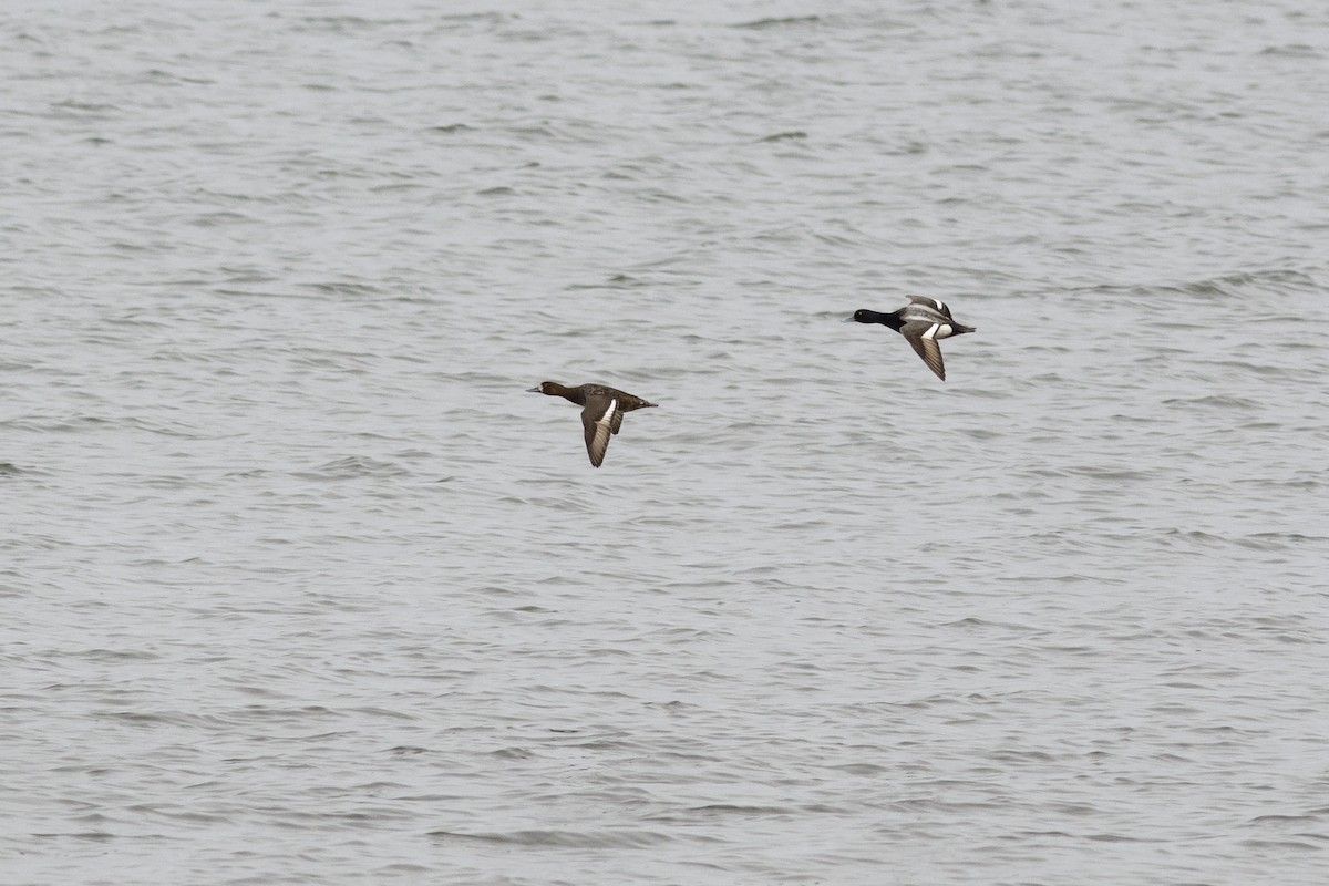 Lesser Scaup - ML56907711