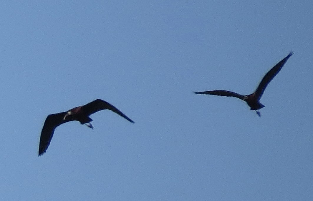 White-faced Ibis - ML569078391