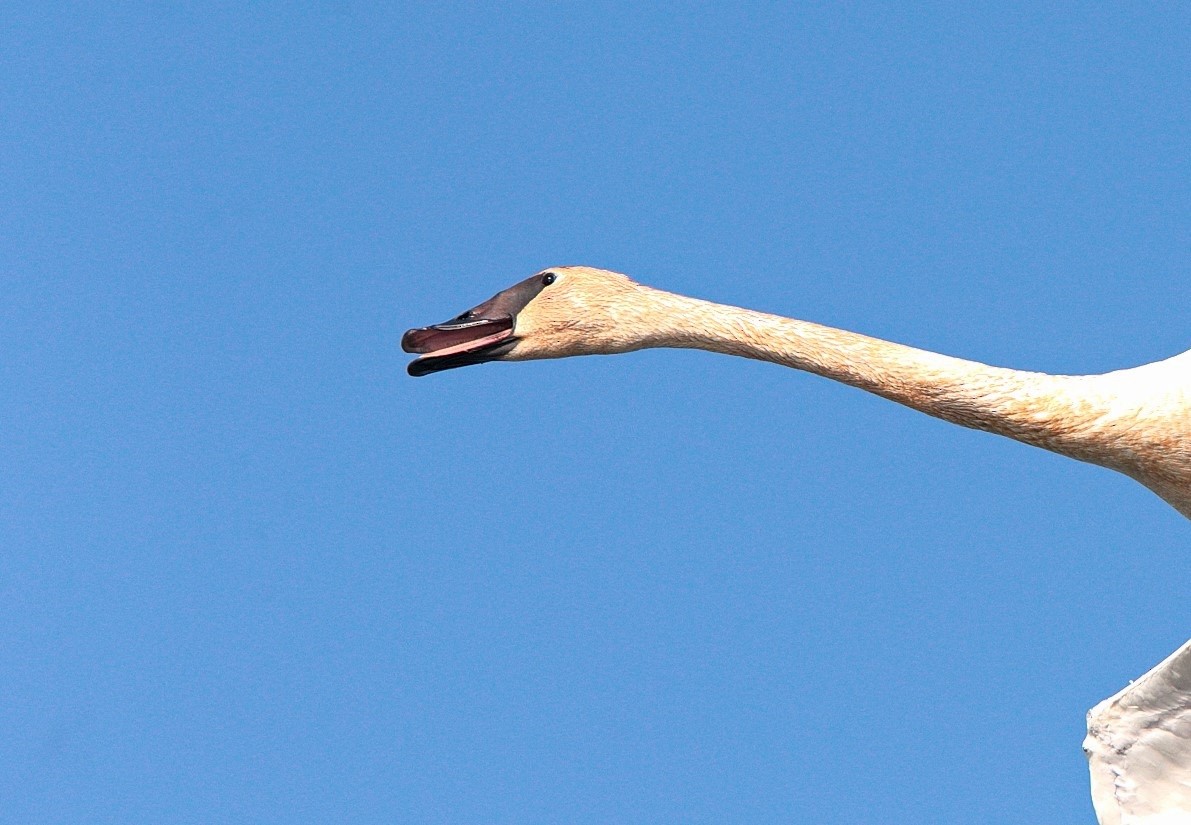 Trumpeter Swan - ML569079121