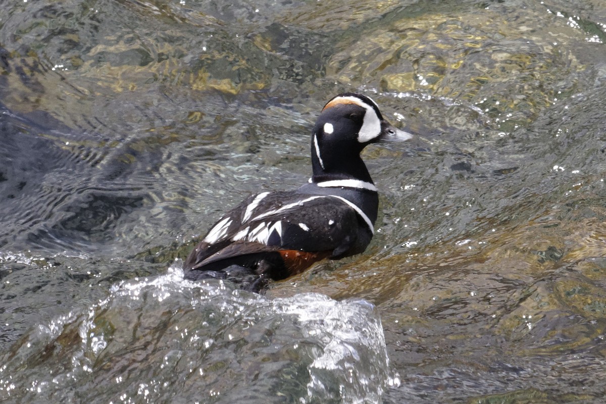 Harlequin Duck - ML569080261