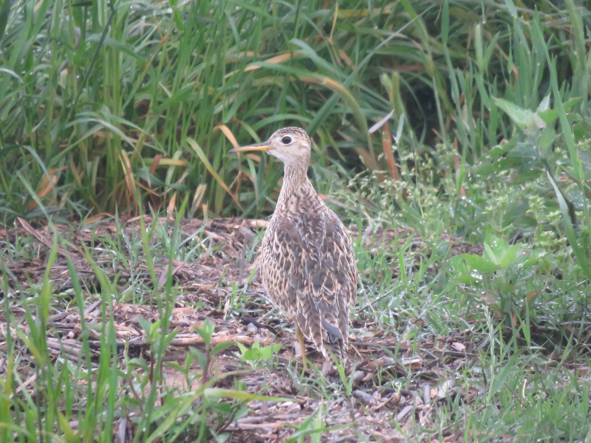 Upland Sandpiper - ML569080351