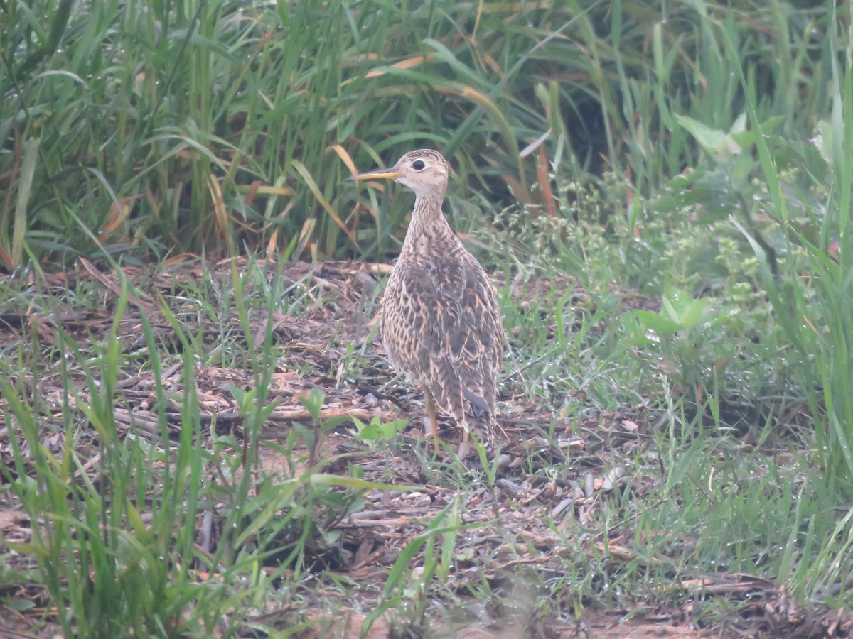 Upland Sandpiper - ML569080381