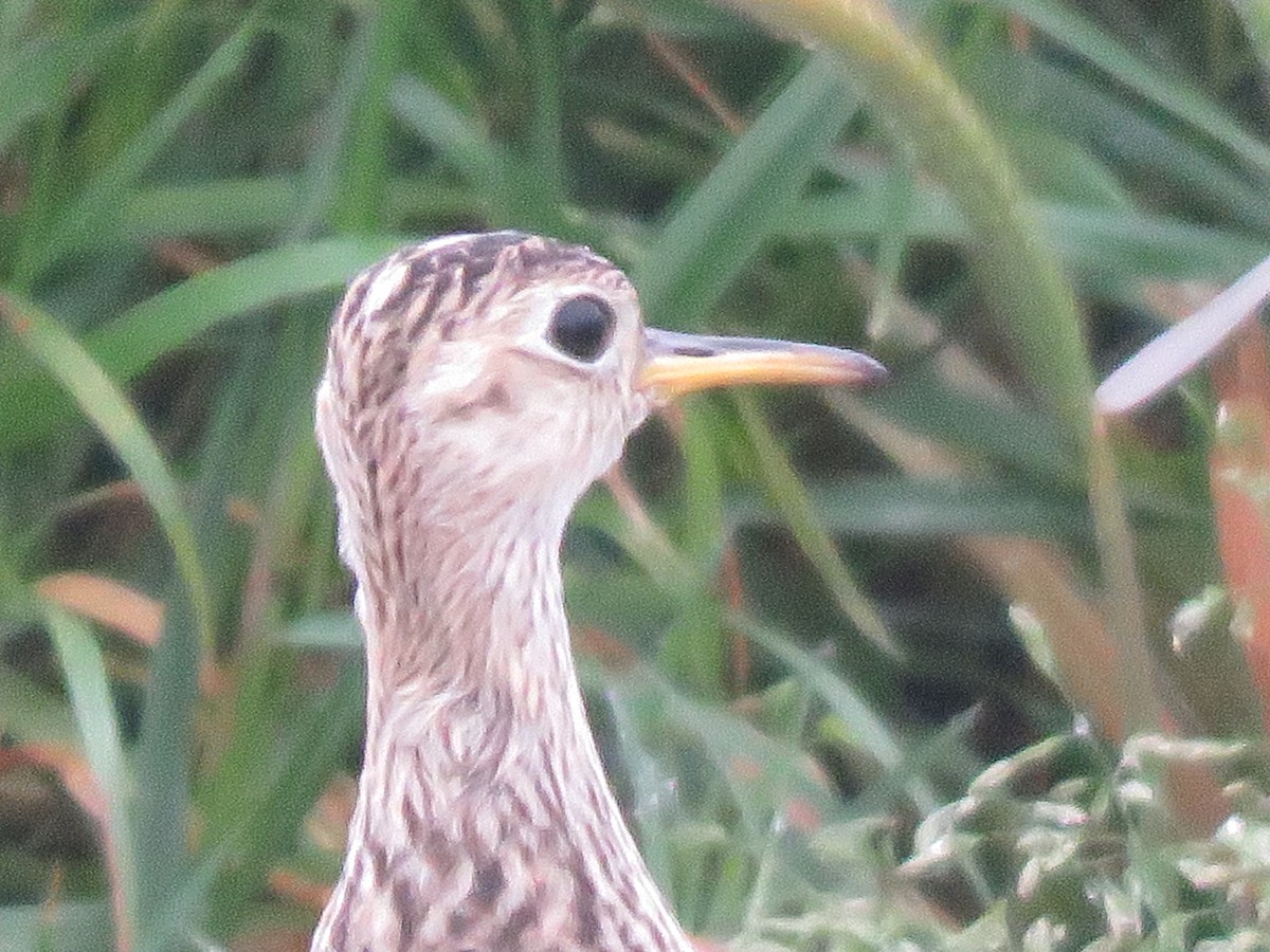 Upland Sandpiper - ML569080431