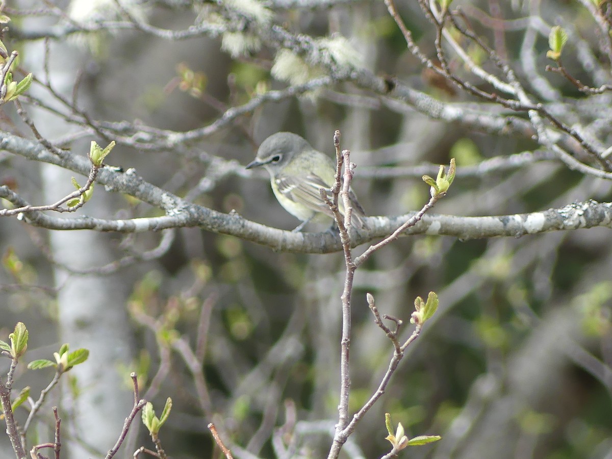 Cassin's Vireo - Gus van Vliet