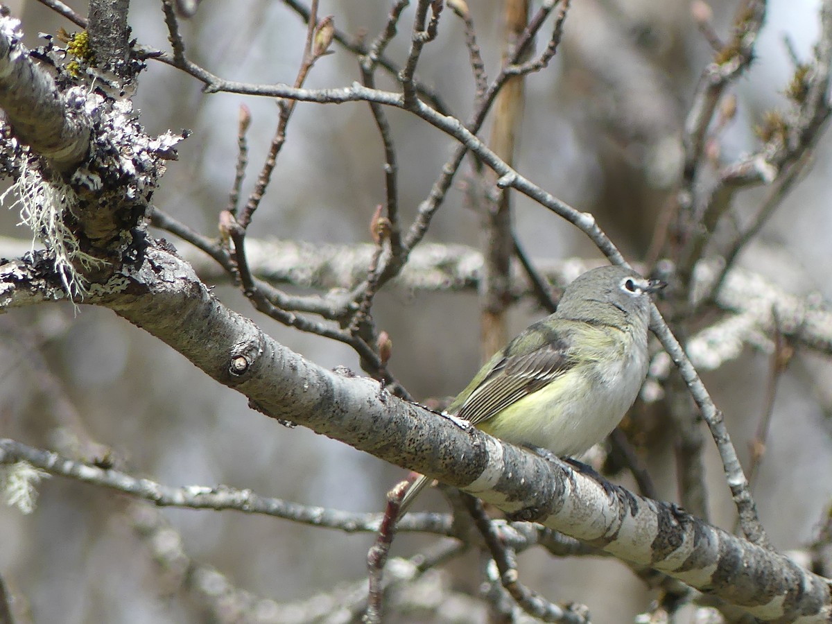 Cassin's Vireo - Gus van Vliet