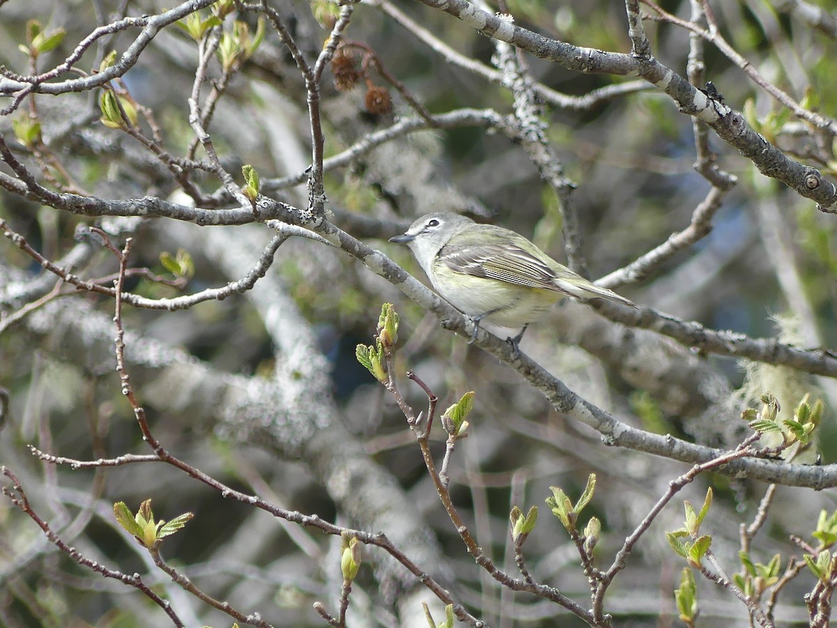 Cassin's Vireo - Gus van Vliet