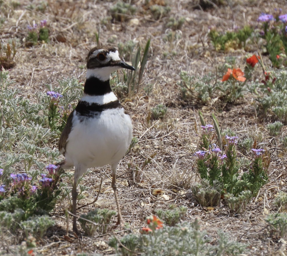 Killdeer - Charlotte (Charlie) Sartor