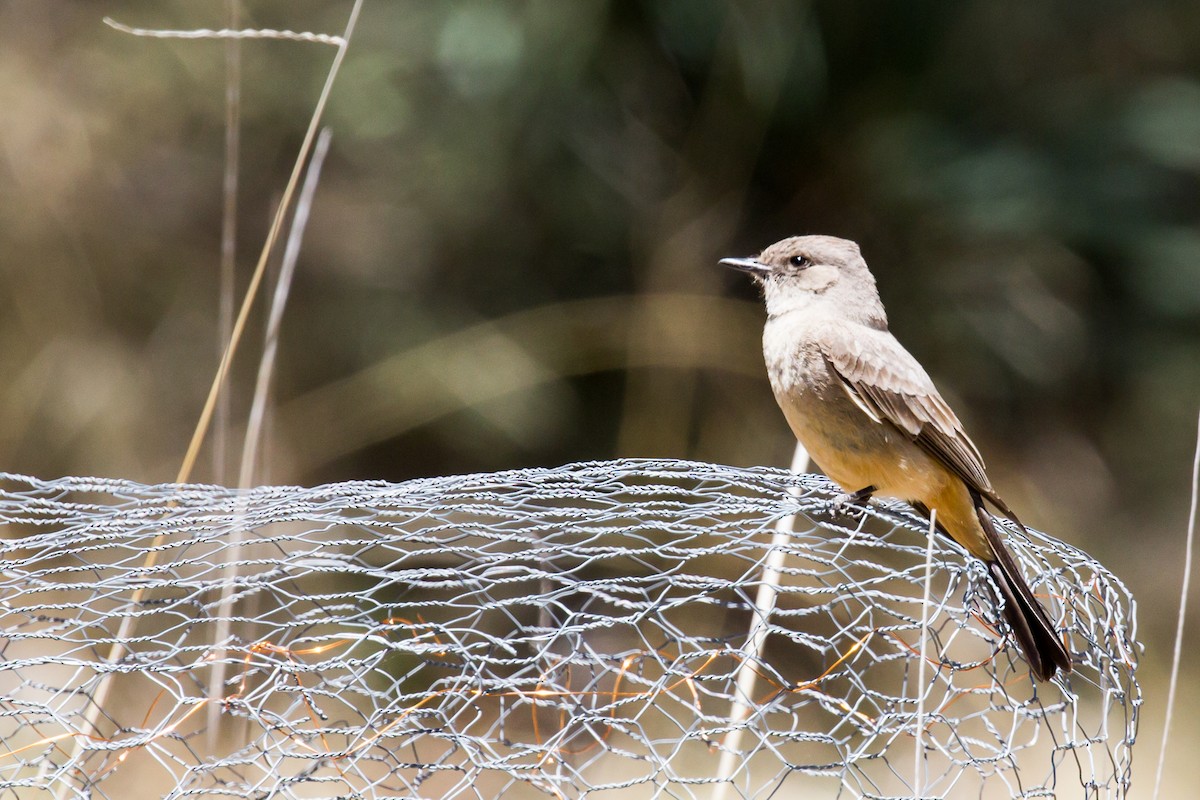 Say's Phoebe - ML569082071