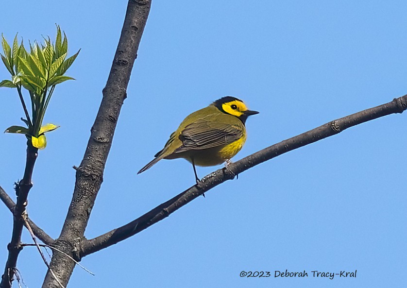 Hooded Warbler - ML569084671