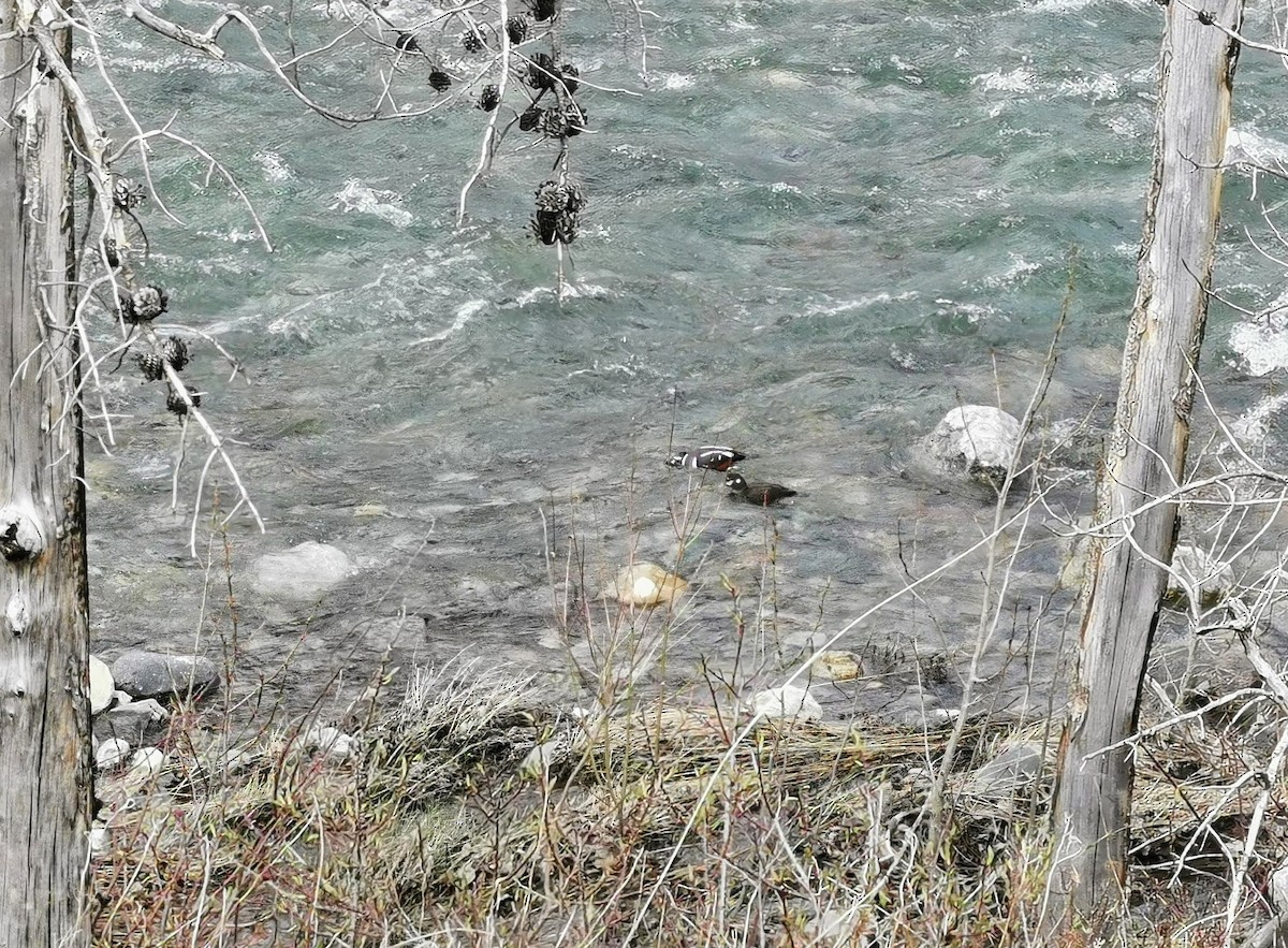 Harlequin Duck - Norm & Martine Legault