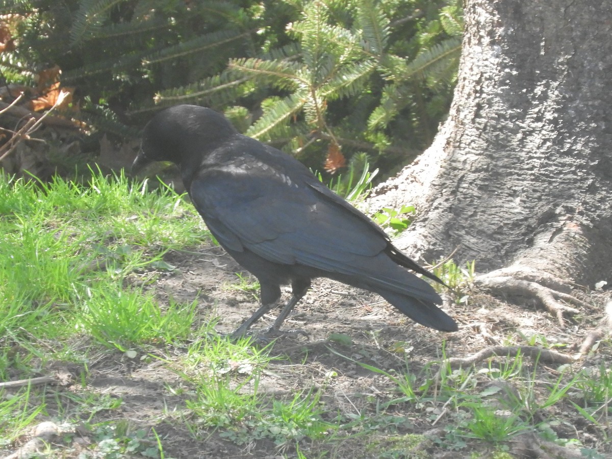 American Crow - ML569085091