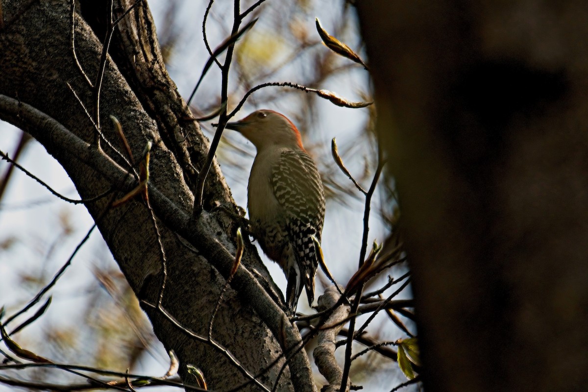 Red-bellied Woodpecker - ML569087311